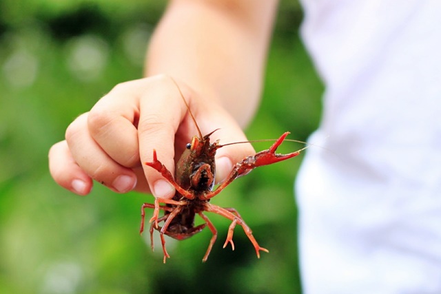 crayfish-368054_1280