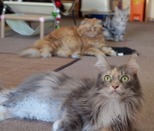 猫ちゃんと触れ合えるのは残りわずか 猫カフェcommune こみゅーん が移転のために一時閉店します 福山市南蔵王町 ふくやまつーしん