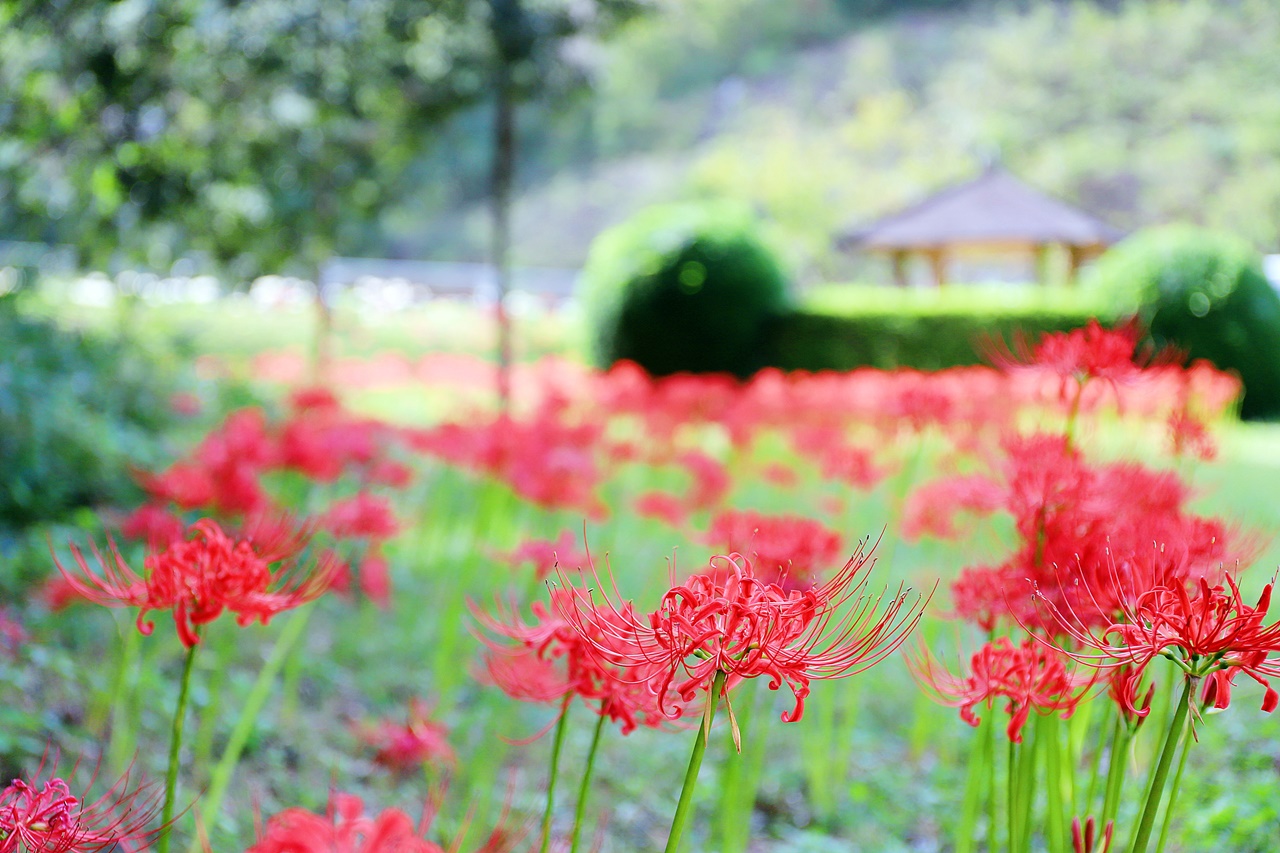 堂々川の彼岸花 堂々公園で彼岸花が美しく咲いています 福山市神辺町 ふくやまつーしん