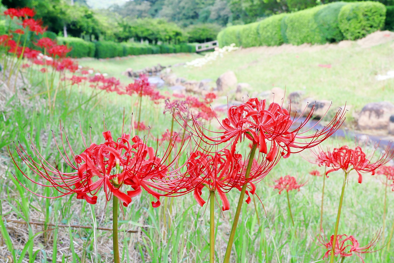堂々川の彼岸花 堂々公園で彼岸花が美しく咲いています 福山市神辺町 ふくやまつーしん