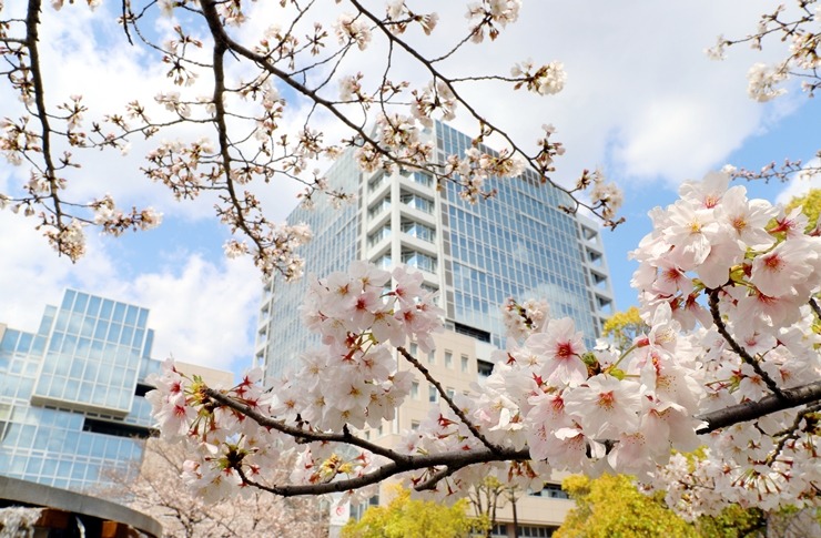 22年 厳選37ヶ所 福山市内の桜のおすすめお花見スポット 名所一覧まとめ 福山市桜のお花見情報