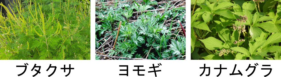 秋花粉にご注意 秋の花粉症の原因 対策 特徴 症状とは ふくやまつーしん 秋花粉にご注意 秋の花粉症の原因 対策 特徴 症状とは ふくやまつーしん