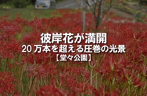 堂々公園の彼岸花が満開！20万本を超える圧巻の光景が楽しめます