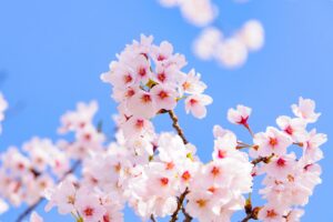 【2026年版】福山市内の桜スポット・お花見名所40選！穴場から定番まで一挙公開！